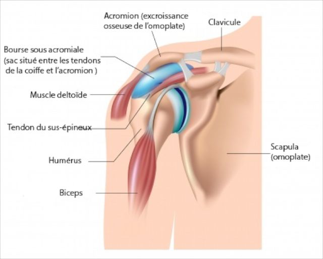 Vue générale de l'épaule